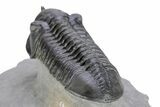 Morocconites Trilobite Fossil - Ofaten, Morocco #291846-4